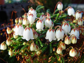 Cassiope lycopodioides 'Jim Lever'